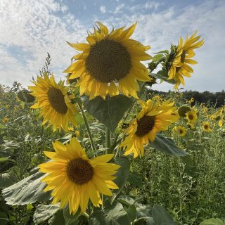 Sunflowers in a Field